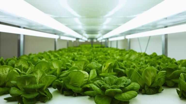 Why Should You Grow Plants Under Grow Lights