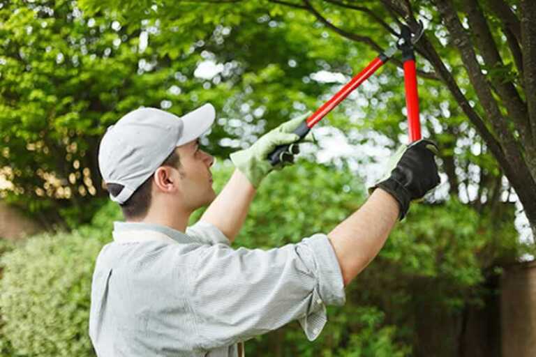 5 Reasons Why You Need A Tree Care Company