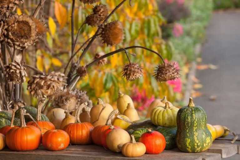 5 Tips For DIY Gardening This Autumn