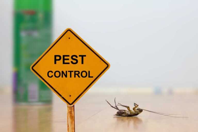 9 Different Ways To Control Dangerous Household Pests