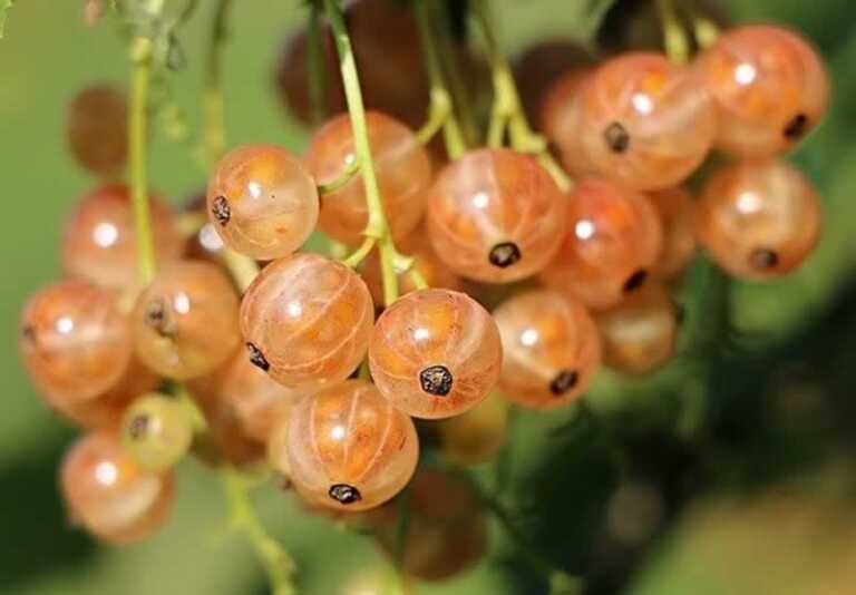 Fruits and Vegetables to Grow in Your Garden