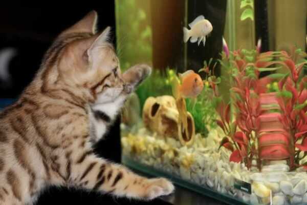 How To Effectively Handle A Leaking Aquarium | Handyman tips