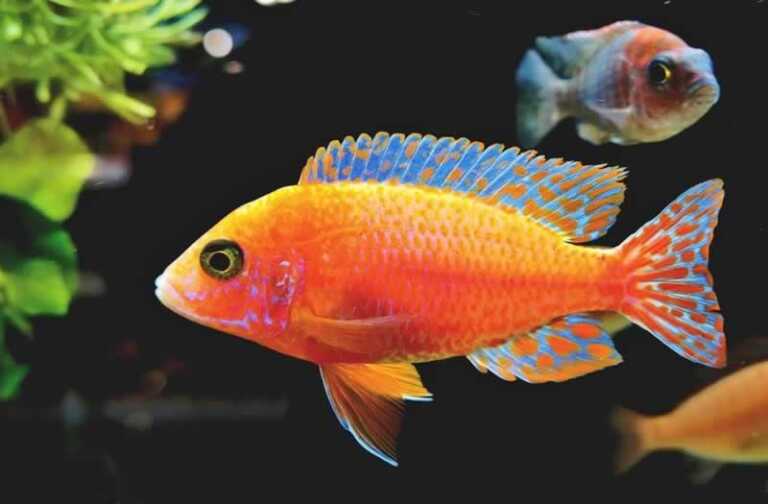 How To Effectively Handle A Leaking Aquarium