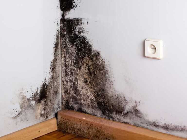 How to Tackle the Mold Issue in Your Home