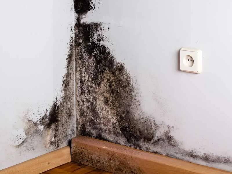 How to Tackle the Mold Issue in Your Home
