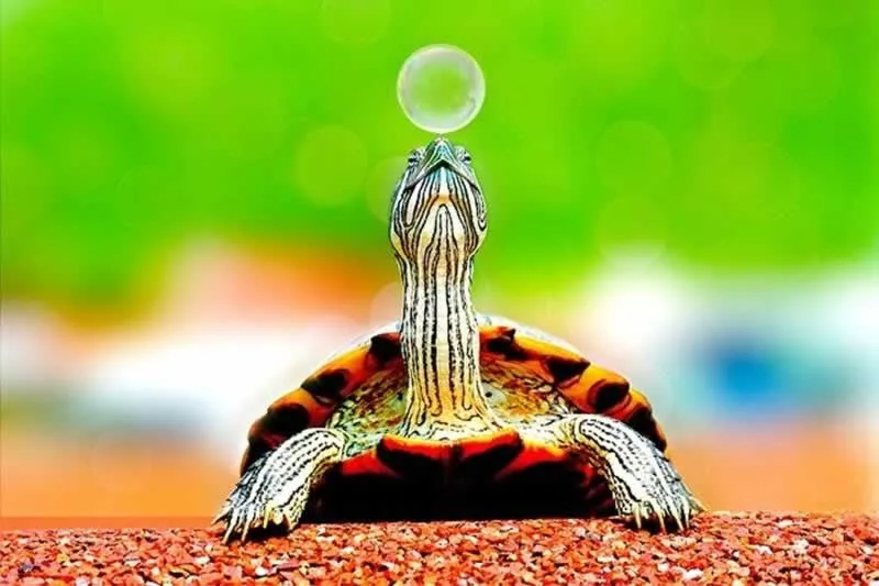 Reasons Why Reptiles Make Great Pets