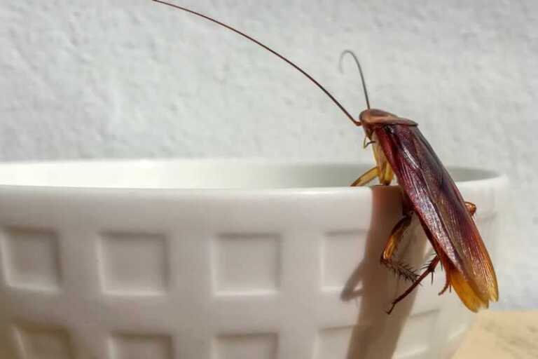 Simple Handyman Tips On How To Deal With Pests At Home