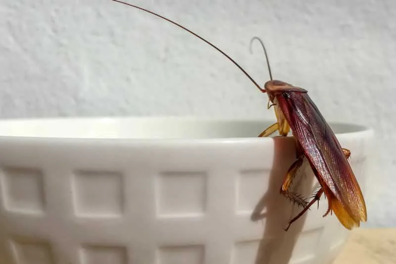 Simple Handyman Tips On How To Deal With Pests At Home