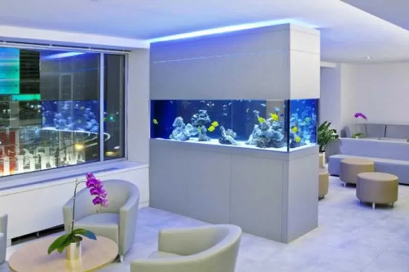 Simple Maintenance Tips for Your New Aquarium at Home