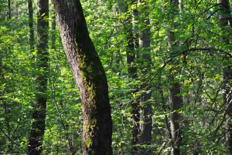 5 Ways You Can Help The Eco-system In Your Area