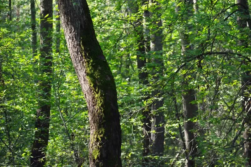 5 Ways You Can Help The Eco-system In Your Area