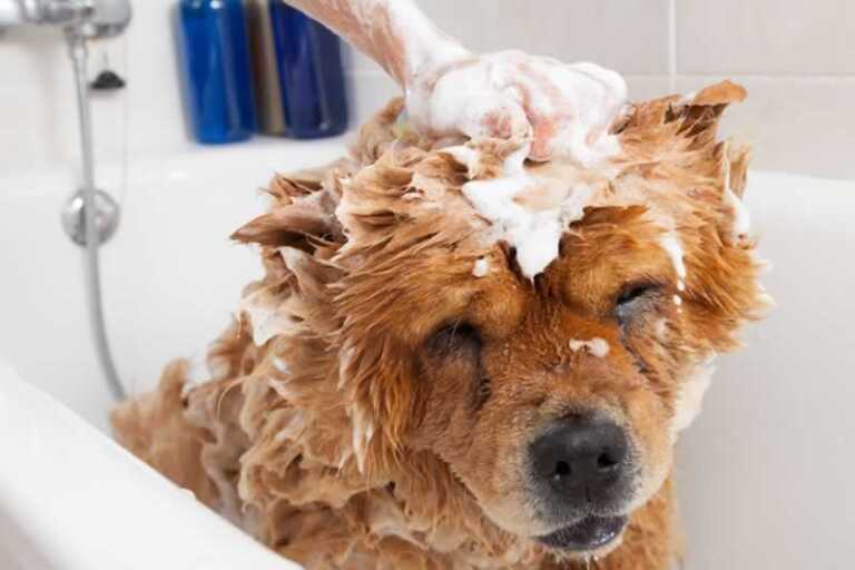 7 common mistakes that people make when grooming their dogs