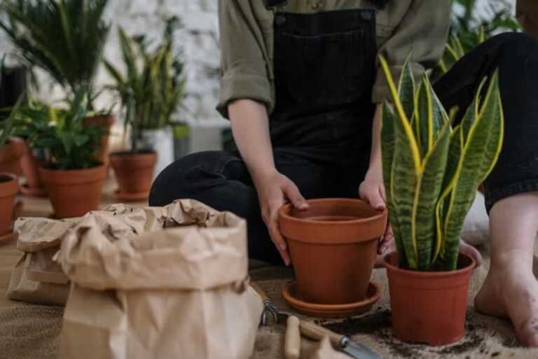 Best Ways to Improve Your Garden Design