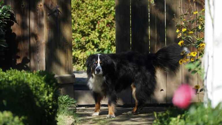 Creative Home Ideas That Will Make Your Pets A Lot Happier