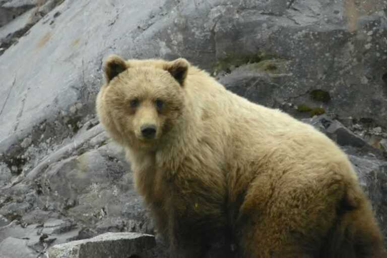 How to Plan a Backpacking Trip in a Bear Country