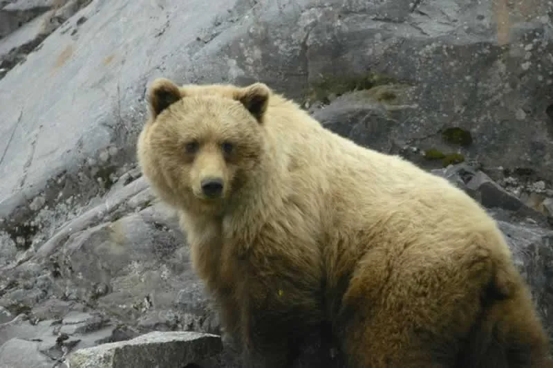 How to Plan a Backpacking Trip in a Bear Country