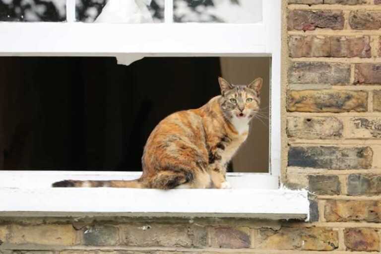 Practical Home Renovation Projects That Will Make Life Easier For Your Pet Feline