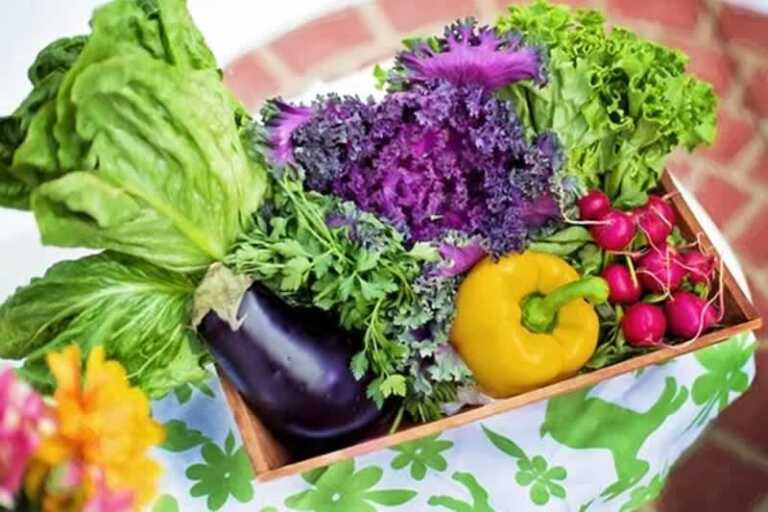 The Gardening Equipment You Need That Will Help Your Plants Grow Faster and Better