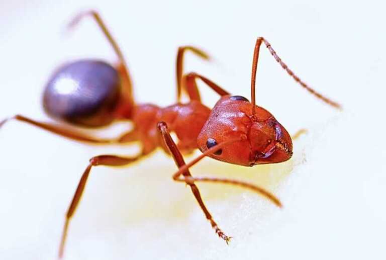 Ways to Deal With Ant Infestation