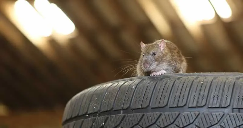 Ways to Keep Pests Out of Your Garage
