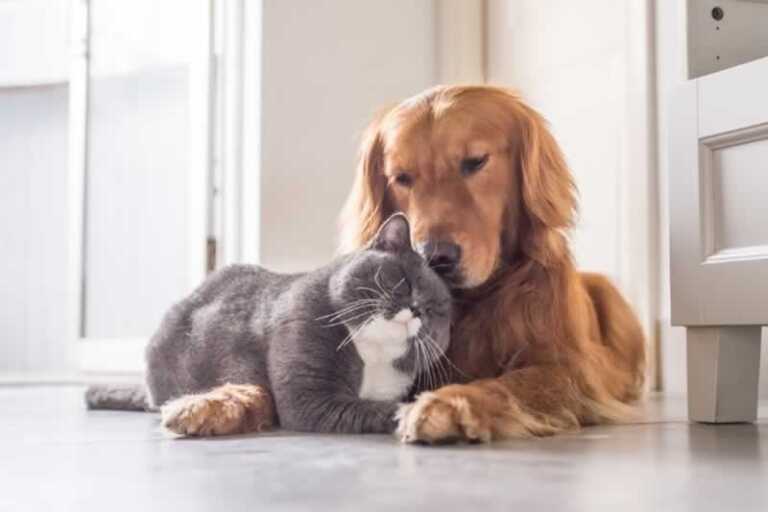 5 Home Improvement Projects for Pet Owners