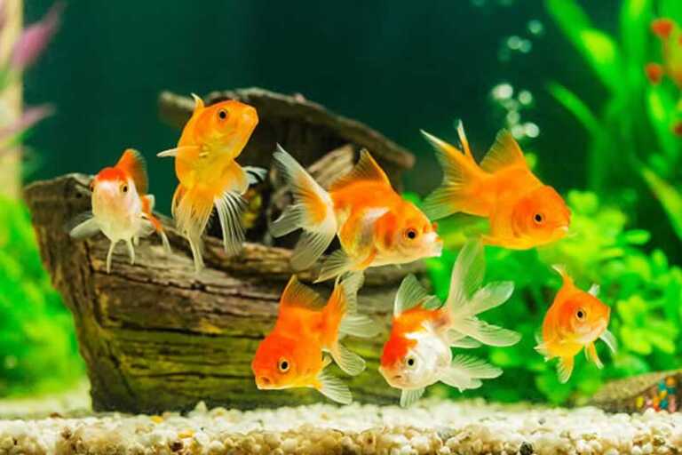 Freshwater Fish
