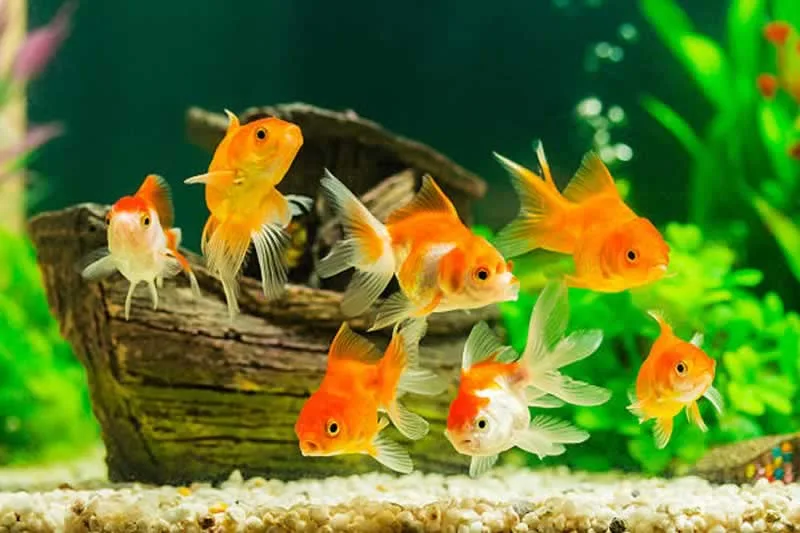Freshwater Fish