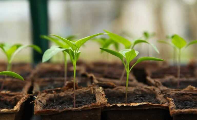 How to Craft a Garden When You're Limited by Space