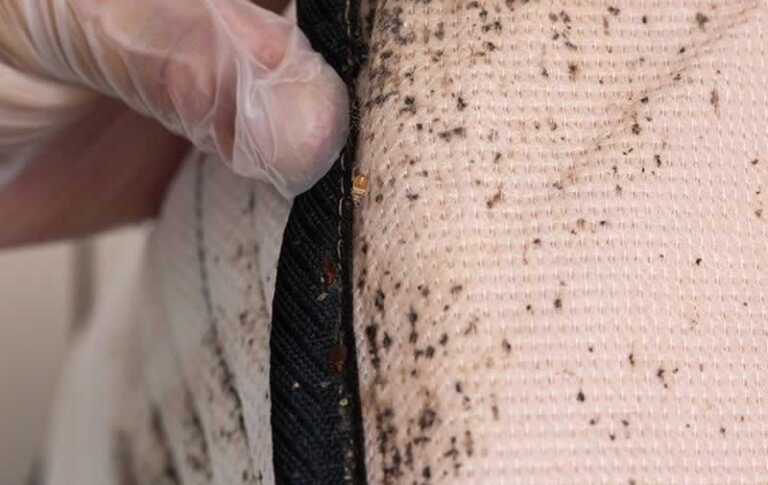 Should You Throw Out Your Mattress After A Bed Bug Infestation