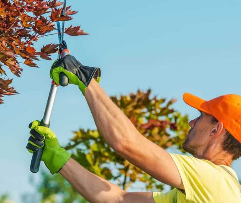 A Homeowner’s Guide to Professional Tree Services 