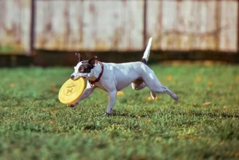 Creating a Backyard Oasis for Your Dog This Summer