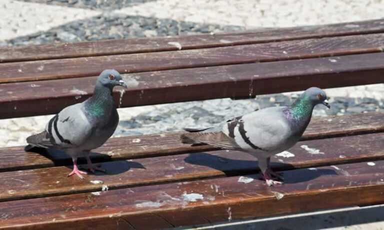Facts about Pigeon Guano & how to get rid of them