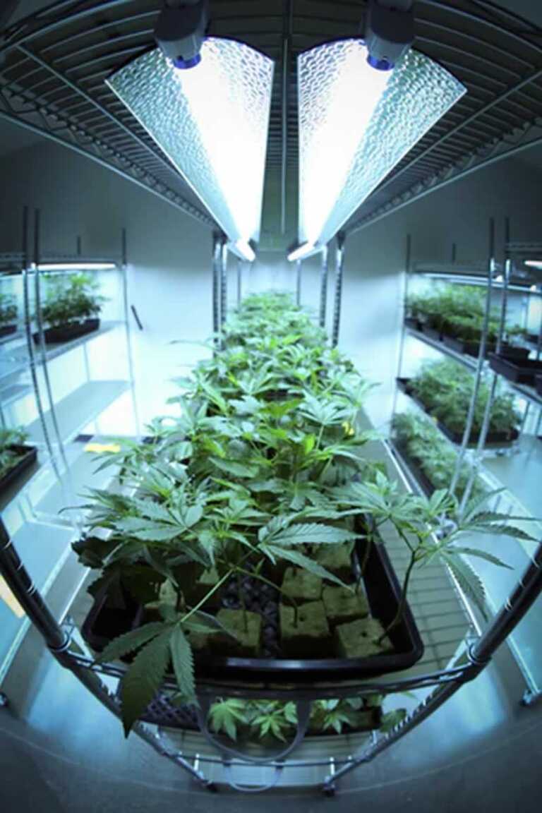 How To Use LED Lights To Grow Your Own Cannabis Indoors