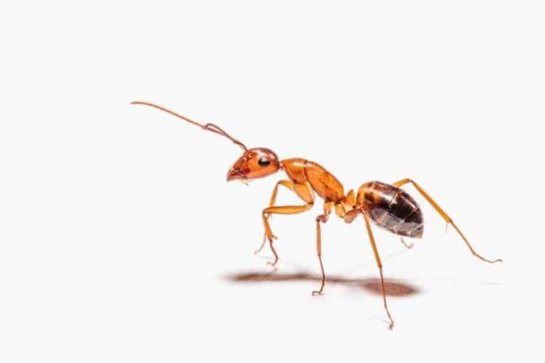 How to Prepare for Ant Season