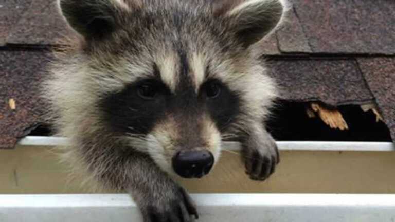 How to Remove Raccoons from your Attic Using One-Way-Doors