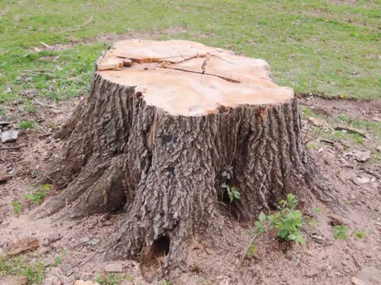 How to Remove a Large Tree Stump