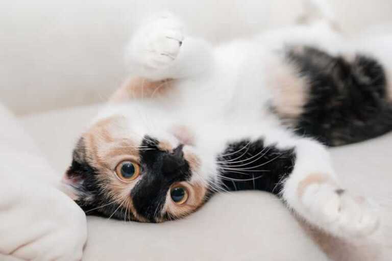 8 Tips for Cat-Friendly Home Decorating