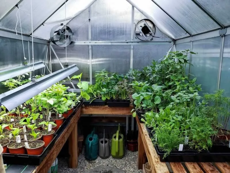 How to Find Suitable Greenhouse Benches
