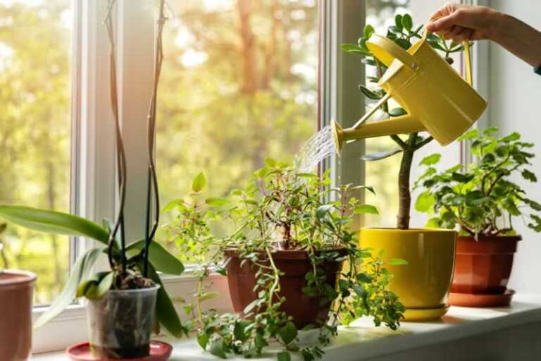 Is Indoor Gardening “Just Another Hobby”