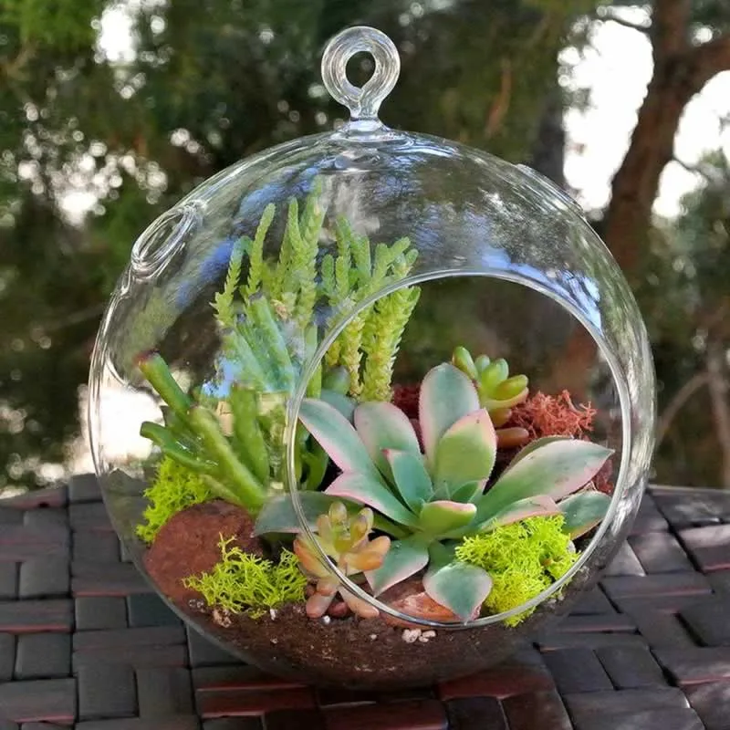 A buying guide on succulent plants