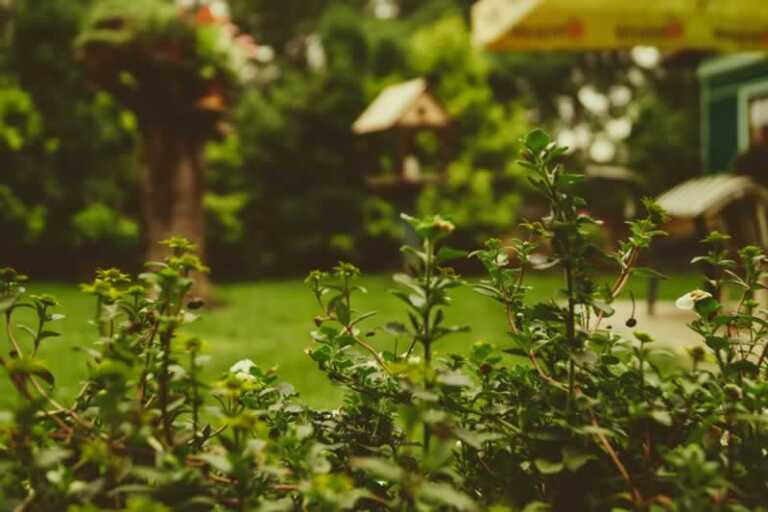 Amazing Backyard Amenities That Might Interest You