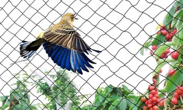Anti-Bird Netting vs Anti Bird Mesh