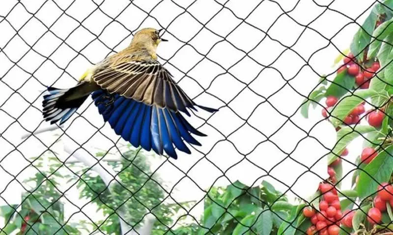Anti-Bird Netting vs Anti Bird Mesh