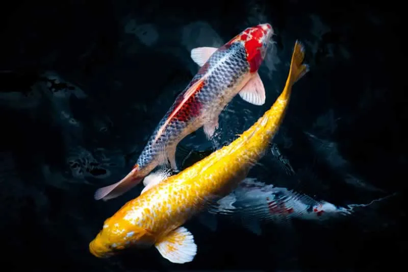 Owning Koi Is A Wonderful Hobby
