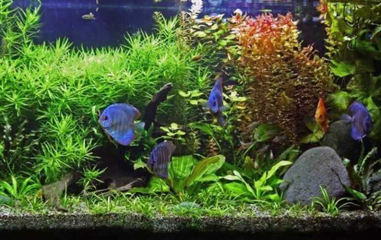 Top 4 Tips on How to Make a Self-Cleaning Aquarium
