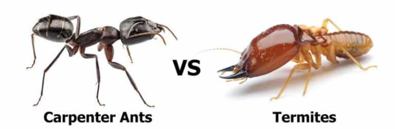 What’s The Difference Between Carpenter Ants And Termites