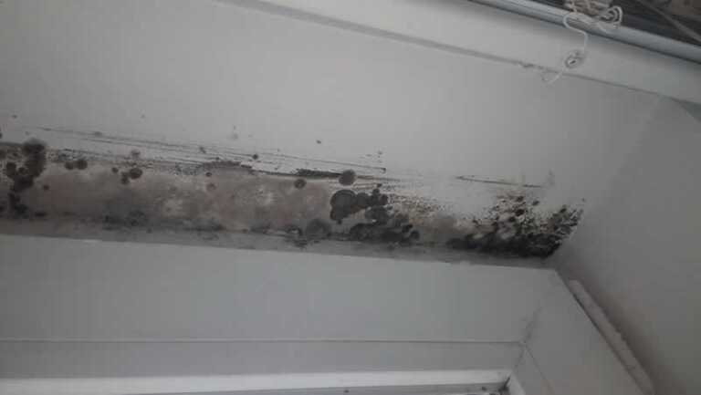 Why & How to Prevent Mold Growth in Las Vegas Homes