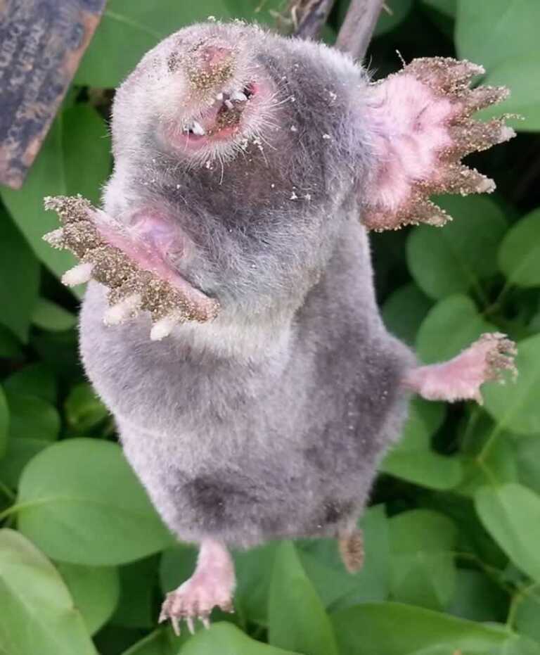 How To Protect Your Garden From Mole Damage
