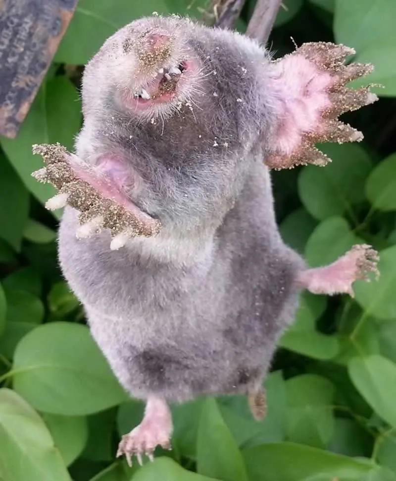How To Protect Your Garden From Mole Damage