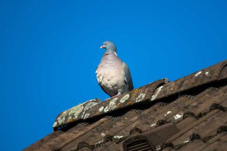 Is It Time to Replace Your Roof